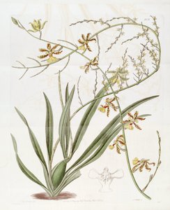 Illustration de Oncidium altissimum (Jacq.) Sw. (Ce dessin n